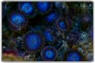 Blue Zoanthids